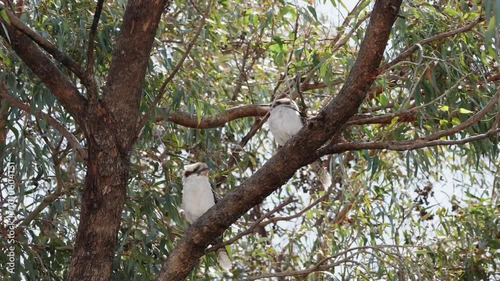 Two baby Kookaburras sitting in old gum tree of Australian backyard Two baby Kookaburras sitting in old gum tree of Australian backyard