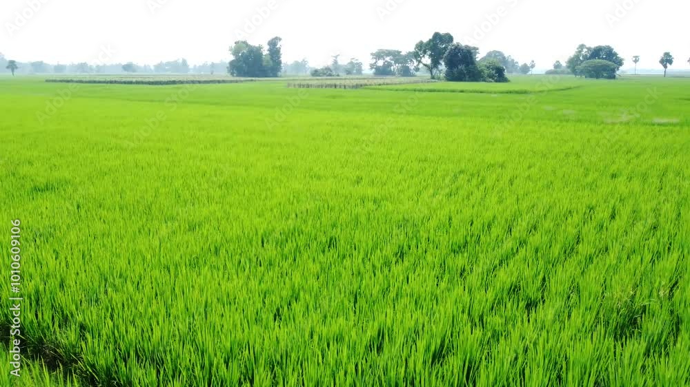 Aerial view shot of west Bengal village and paddy field. Aerial view shot of west Bengal village and paddy field.