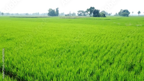 Aerial view shot of west Bengal village and paddy field. photo