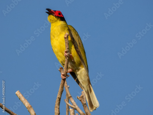 Australasian Figbird - Sphecotheres vieilloti in Australia photo