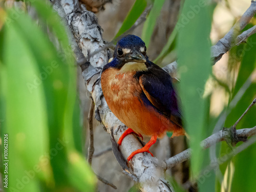 Azure Kingfisher - Ceyx azureus in Australia photo