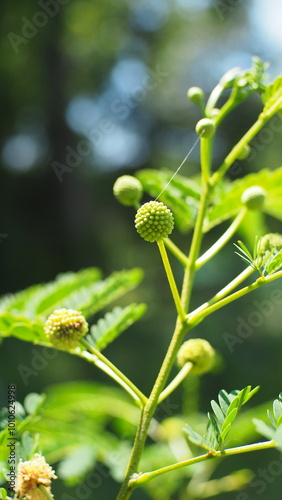 Leucaena