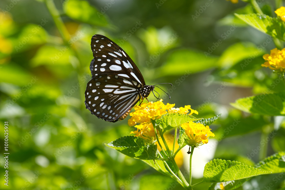 Beautiful butterfly in the garden Beautiful butterfly in the garden