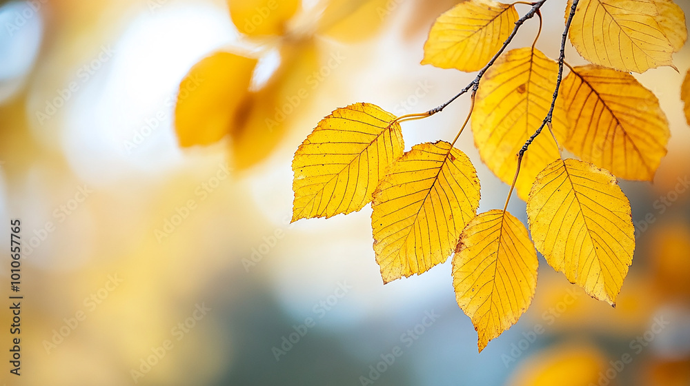 closeup blurred autumn leaves closeup blurred autumn leaves