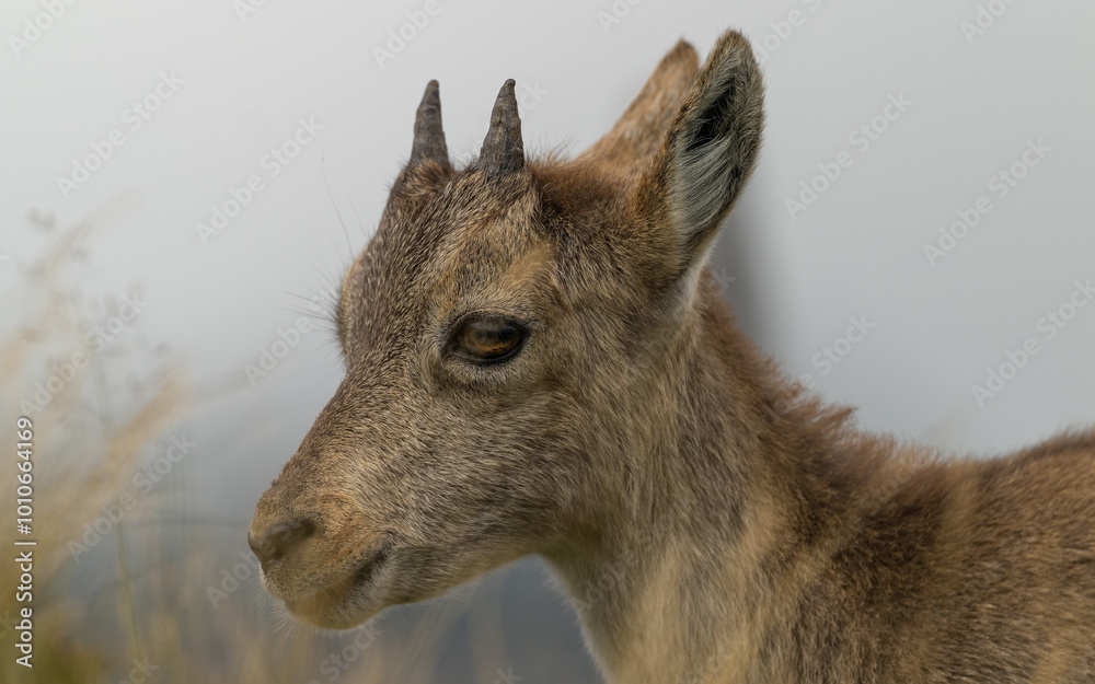 Obraz premium Steinbock Jungtier (Capra Ibex)