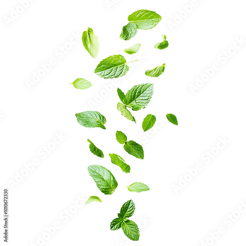 Falling mint leaves, spearmint in white background, PNG, No background.