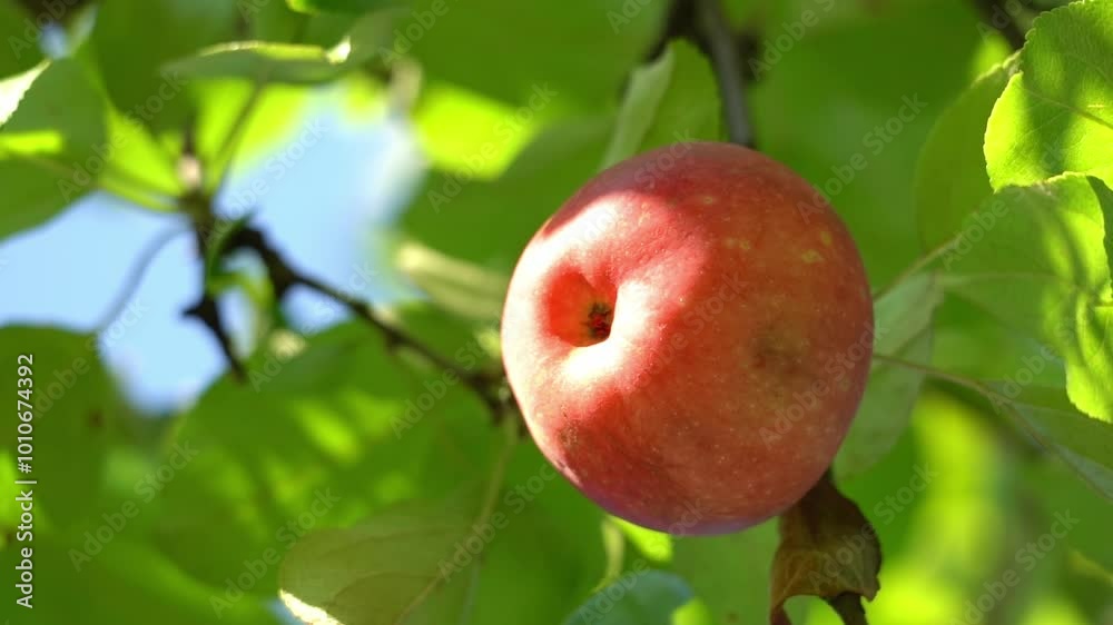 A red apple hanging from a tree. The apple is ripe and ready to be picked. The tree is full of green leaves, and the sky is clear and blue