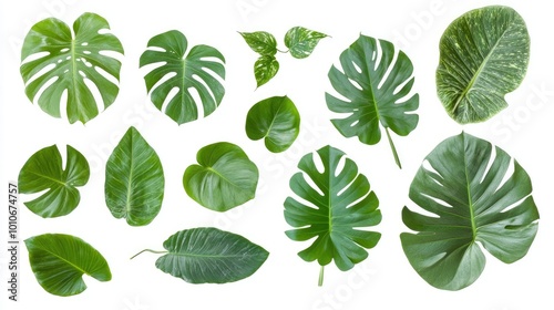 A collection of various green tropical leaves isolated on a white background.