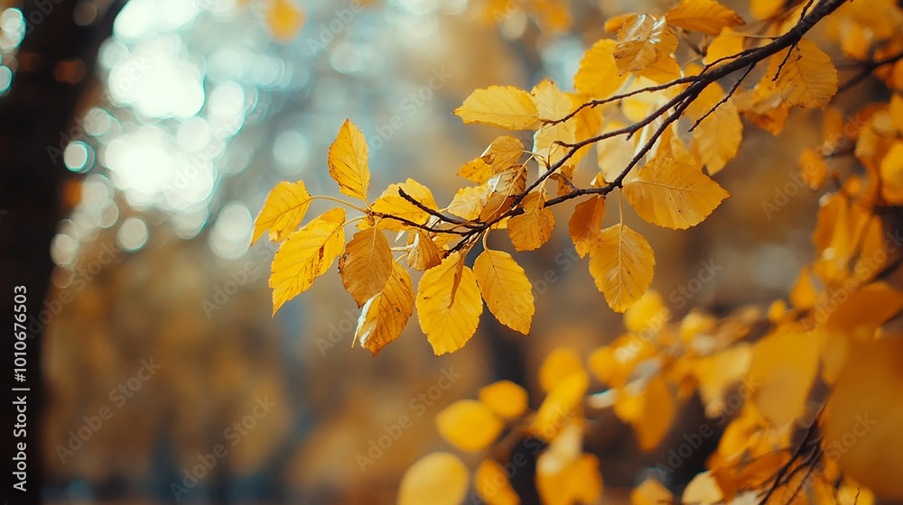 yellow leaves on the tree in autumn forest yellow leaves on the tree in autumn forest