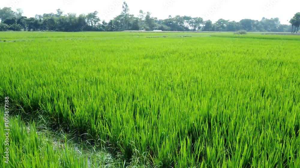 Aerial view shot of west Bengal village and paddy field. Aerial view shot of west Bengal village and paddy field.