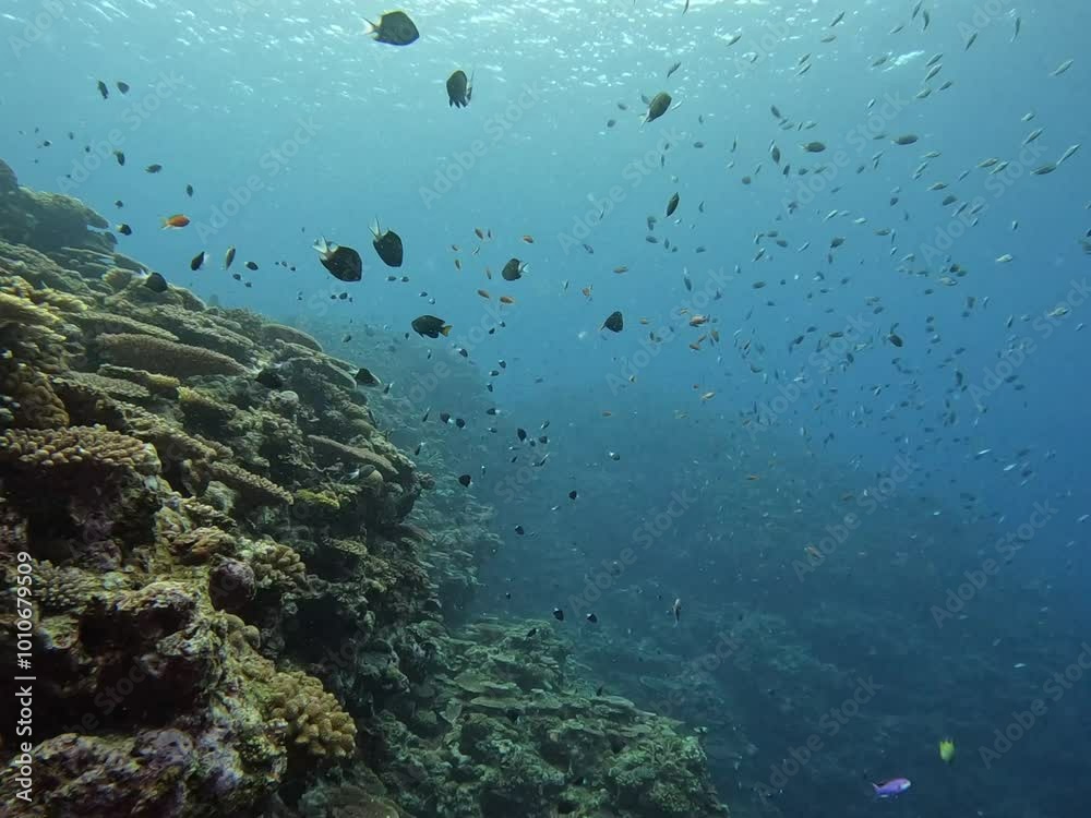 Clear sea. School of fish. Relaxing video. Clear sea. School of fish. Relaxing video.