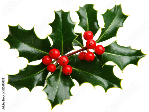 Festive Holly Leaves and Berries Perfect for Christmas Decorations and Holiday Cheer