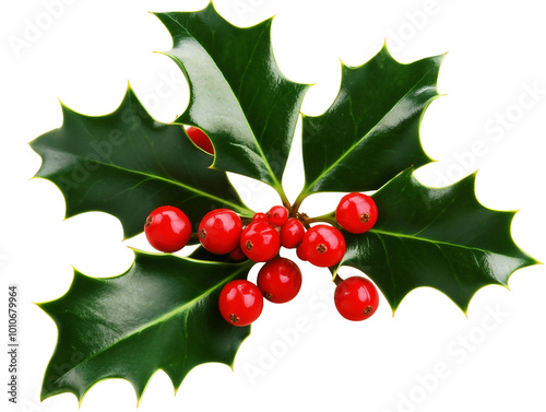 Festive Holly Leaves and Berries Perfect for Christmas Decorations and Holiday Cheer