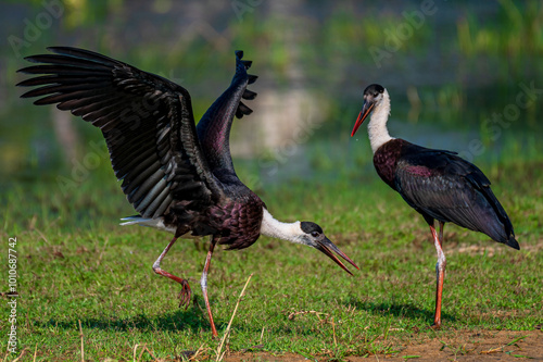 stork in the grass