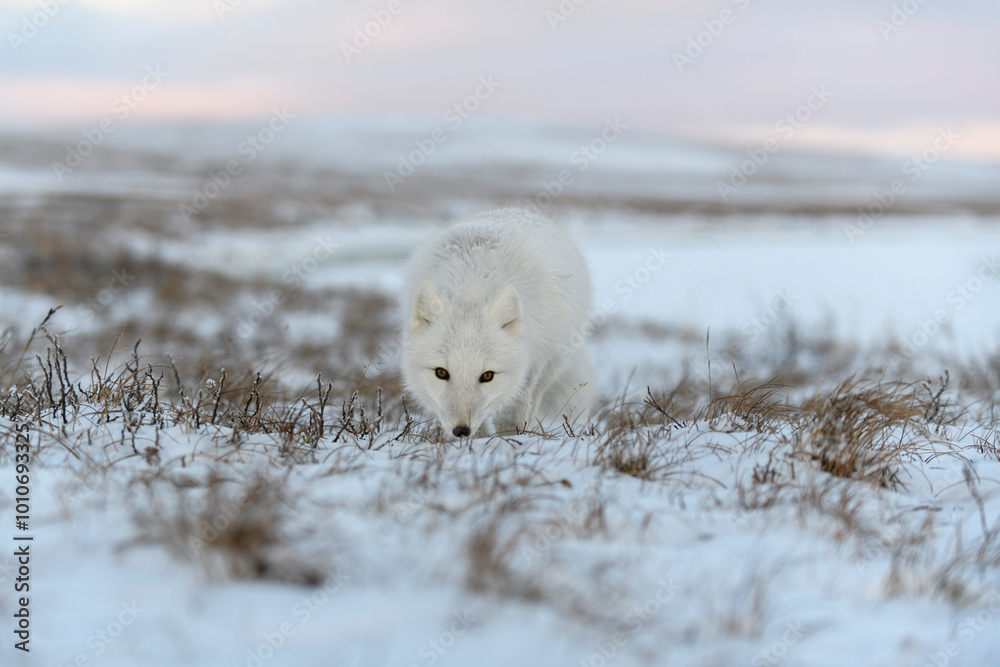 Arctic fox in winter time in Siberian tundra. Arctic fox in winter time in Siberian tundra.