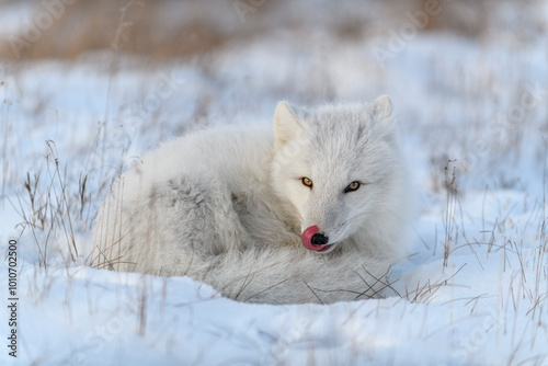 Wild arctic fox (Vulpes Lagopus) in tundra in winter time. White arctic fox lying.