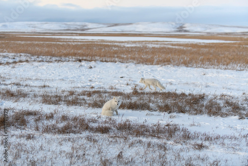 Two young arctic foxes (Vulpes Lagopus) in wilde tundra. Arctic fox playing. photo