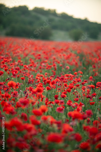 Poppy Field Flowers Red Landscape - A beautiful photograph of a field filled with red poppy flowers. The photo was taken during the day with a shallow depth of field. The field is in a rural setting