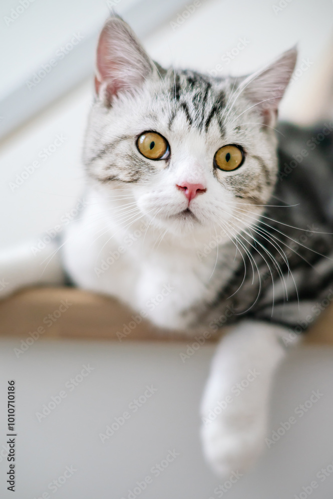 Cute baby cat in the house, Silver Tabby Scottish Cat Cute baby cat in the house, Silver Tabby Scottish Cat