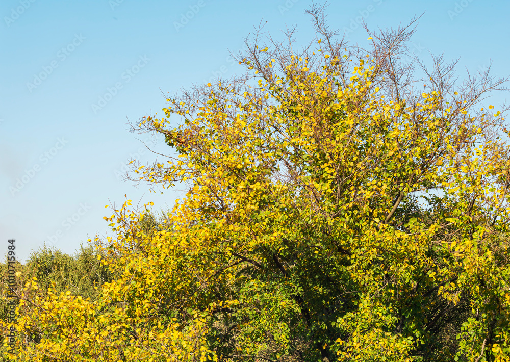 Fototapeta premium Autumn yellow tree against a blue sky.