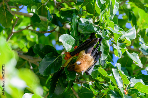 Flying Fox on Maldives island. Fruit bat flying. Gray-headed Flying Fox (Pteropus poliocephalus). photo