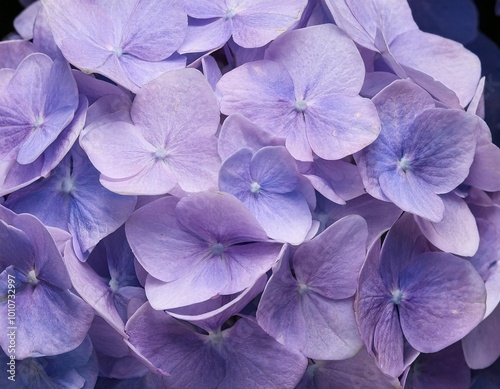 A close-up of a beautiful hydrangea flower, showing the charming details of the petals and rich colors. generative ai