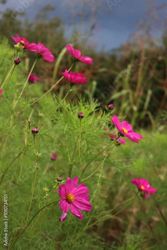 Pink Cosmos flowers on plant. Cosmos Bipinnatus in the flowerbed