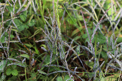 Fungal disease on a meadow, Close-up of gray mold on green grass  photo