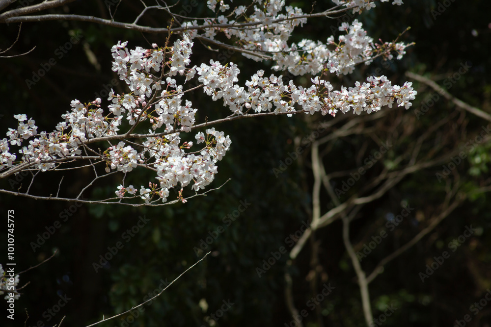 暗い背景の大島桜