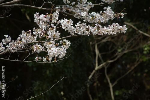 Obraz na płótnie 暗い背景の大島桜
w salonie