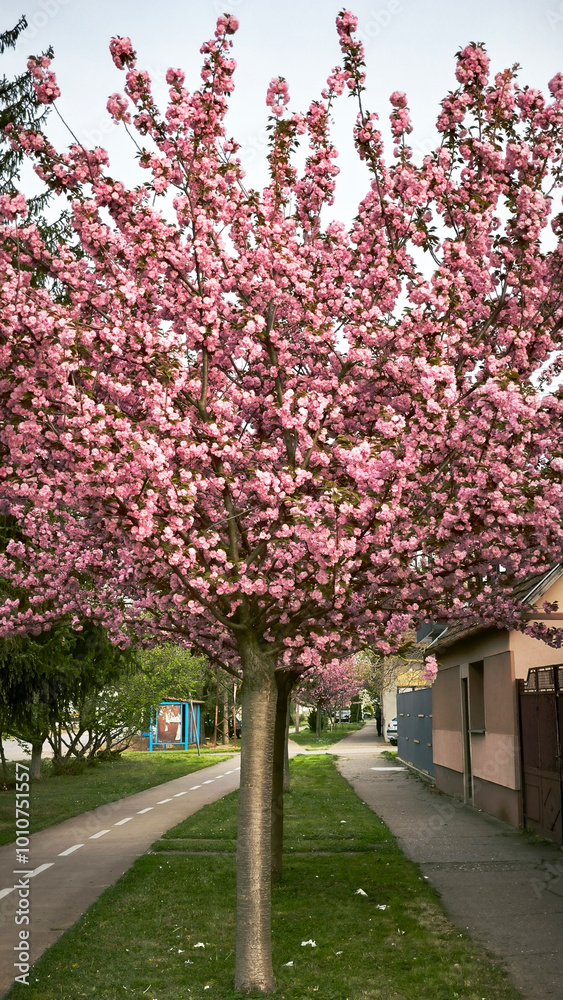 Spring in rural village Backi Petrovac, Vojvodina
