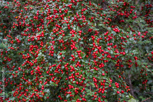 berberis vulgaris photo