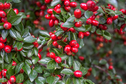 Fotografie berberis vulgaris