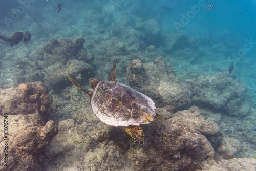 Green sea turtle. Tropical and coral sea wildelife. Beautiful underwater world. Underwater photography. photo