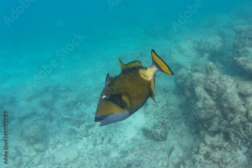 Titan triggerfish, Giant triggerfish, (Balistoides viridescens). Tropical and coral sea wildelife. Beautiful underwater world. Underwater photography. photo