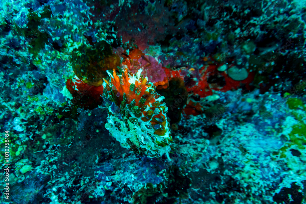 Obraz premium Coral Reef and Tropical Fish on Maldives island. Tropical and coral sea wildelife. Beautiful underwater world. Underwater photography.