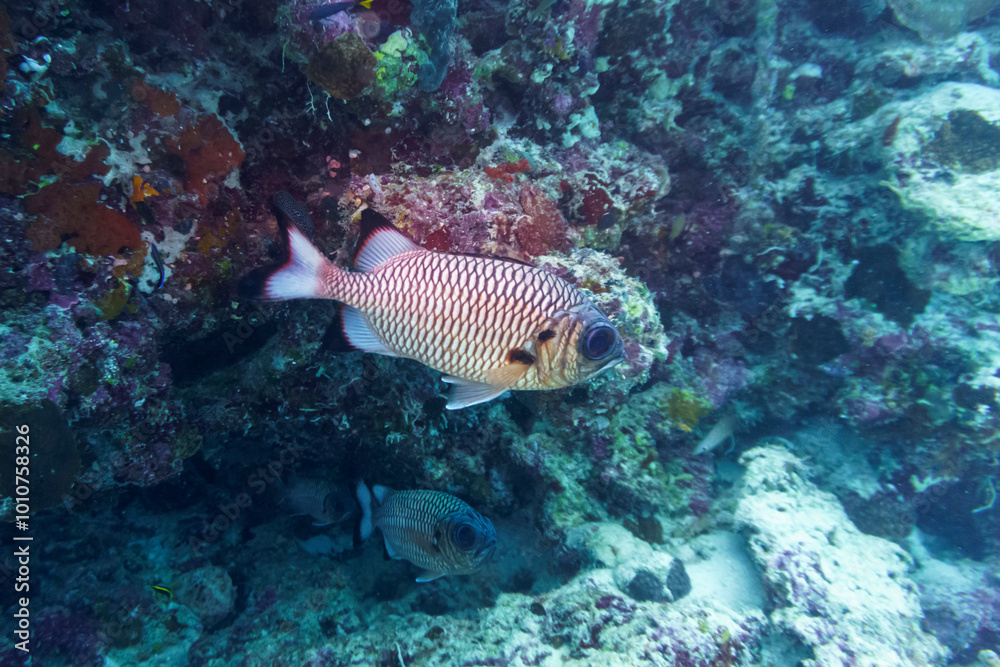 Φωτογραφία Blacktip soldier fish (Myripristis botche) in the coral reef of Maldives island