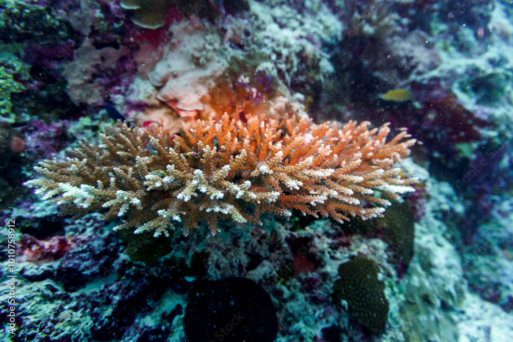 Obraz premium Coral Reef and Tropical Fish on Maldives island. Tropical and coral sea wildelife. Beautiful underwater world. Underwater photography.
