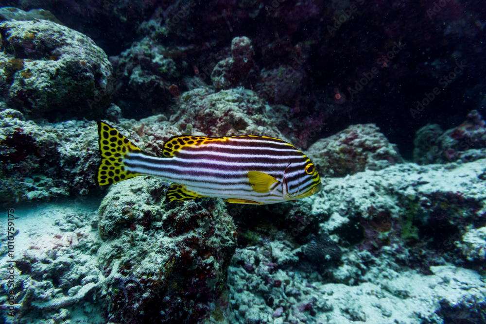 Φωτογραφία Oriental Sweetlips fish (Plectorhinchus vittatus) in the coral reef of Maldives island