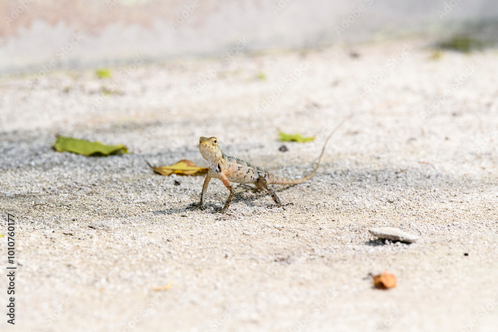 Wild lizard (oriental garden lizard) living in maldives islands. Reptile Wild lizard (oriental garden lizard) living in maldives islands. Reptile