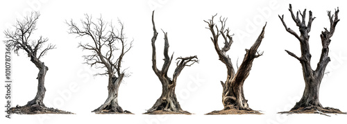 Set collection of giant old dead trees isolated on transparent background. 