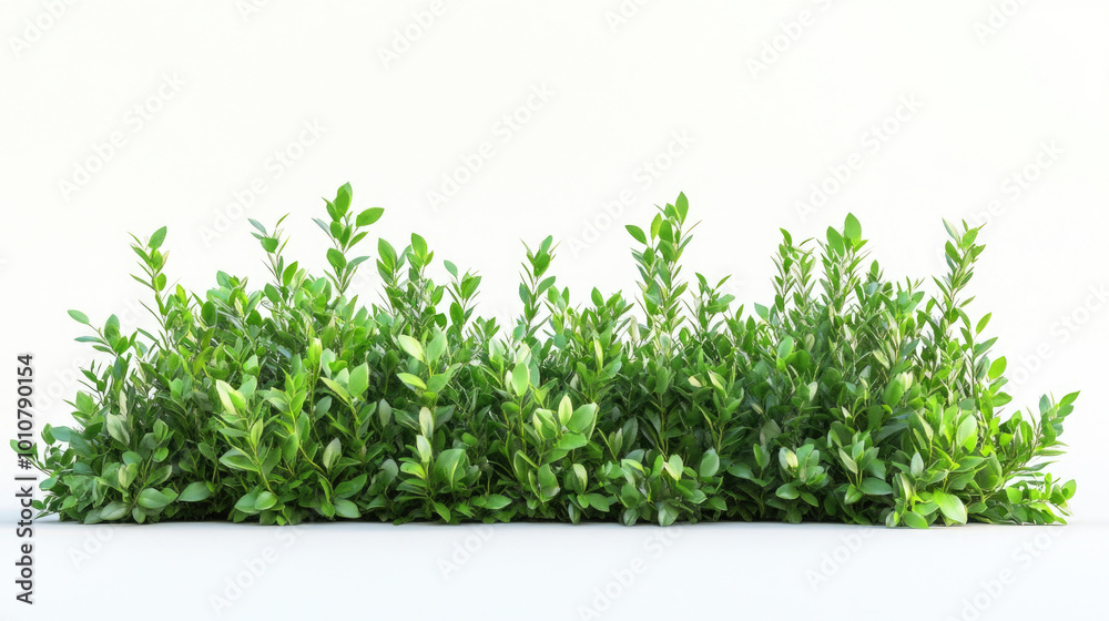 Fototapeta premium A long green bush isolated on a white background.