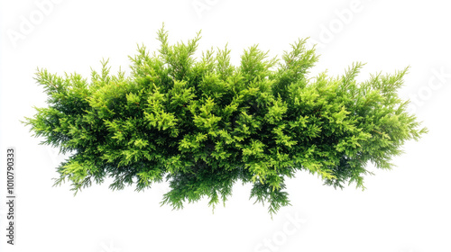 A long green bush isolated on a white background.