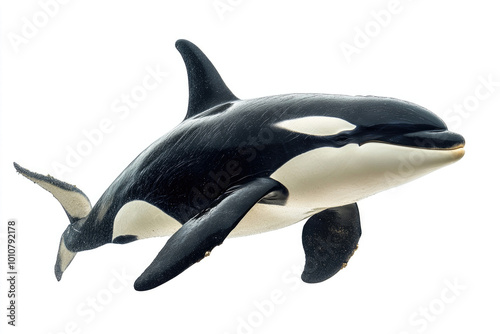 An orca whale isolated on a white background.