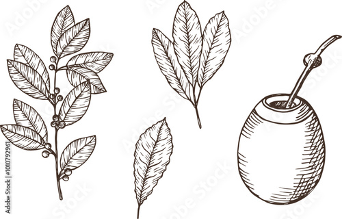 Yerba mate hand drawn engraved set on isolated background. Vector botanical illustration of tea branch with leaves, pumpkin calabash, fruits. For logo, label, card, print. Food, drink, medical plants