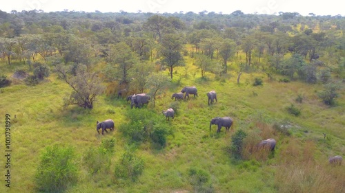 Aerial tracking overview of African Savanna Elephant walking across the Kruger National Park savanna woodlands in herd