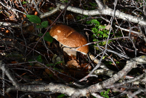 Fungo Boletus edulis che cresce in una foresta, primo piano