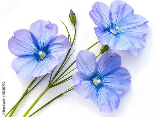 Flowers isolated on white background