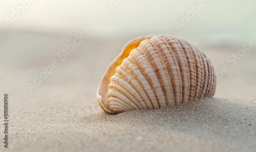 Minimalist close-up of a single seashell on a smooth sandy beach, with soft focus and natural textures creating a peaceful, simple scene