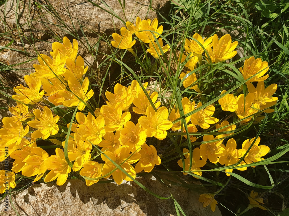 Εκτύπωση καμβά Yellow crocus or sternbergia flowers blooming among the stones.